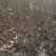 从生紫荆独杆紫荆紫荆苗1一10分支1一180元