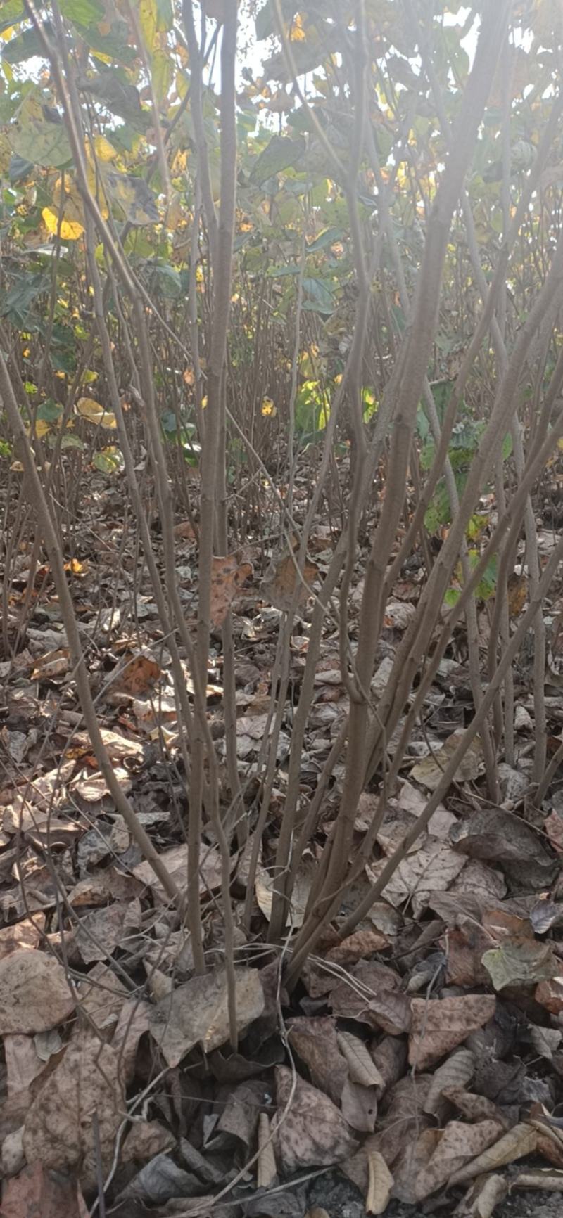 从生紫荆独杆紫荆紫荆苗1一10分支1一180元