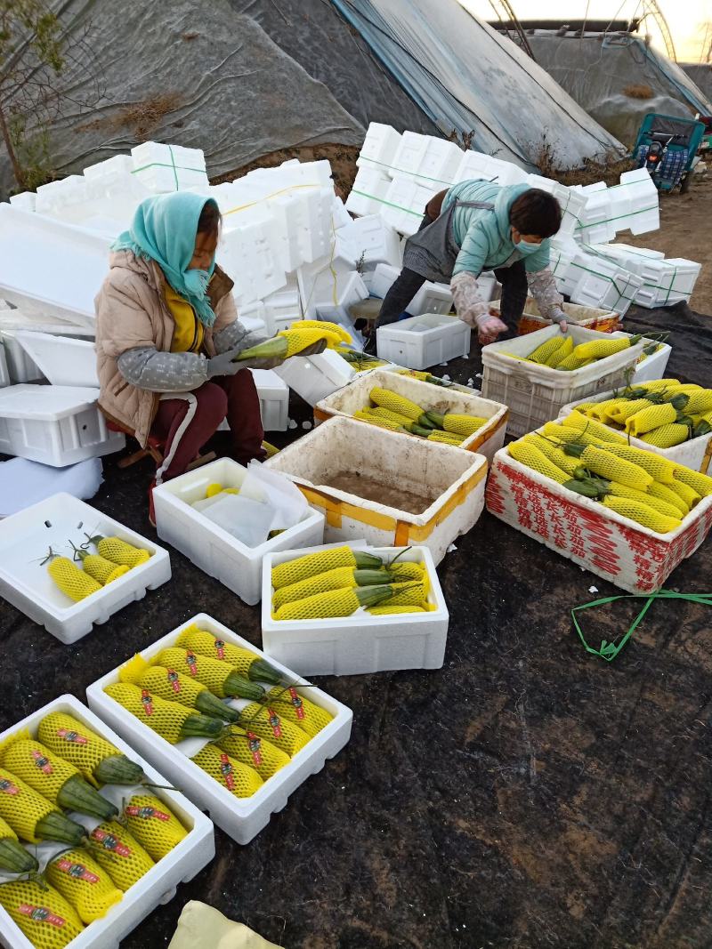 羊角密甜瓜博洋六一甜瓜市场货电商团购货种植产地量大口感好