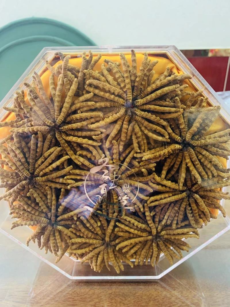 西藏那曲精选精品冬虫夏草，一手货源，品质保证，价格实惠
