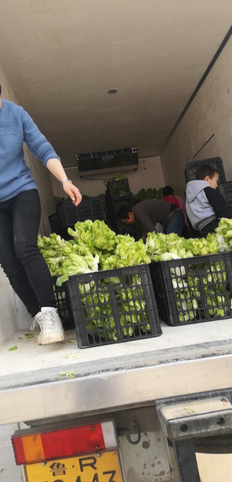 河南基地精品儿菜整车出货