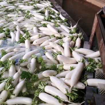 湖北白萝卜市场货，超市，加工厂均可
