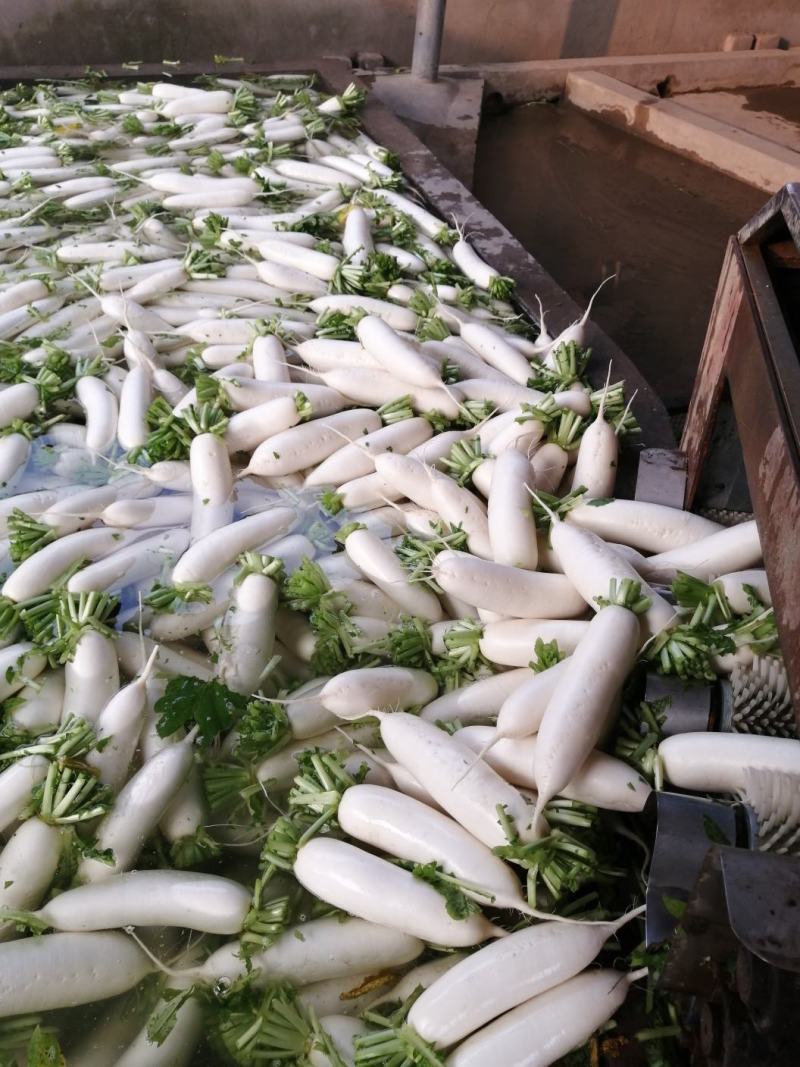 湖北白萝卜市场货，超市，加工厂均可
