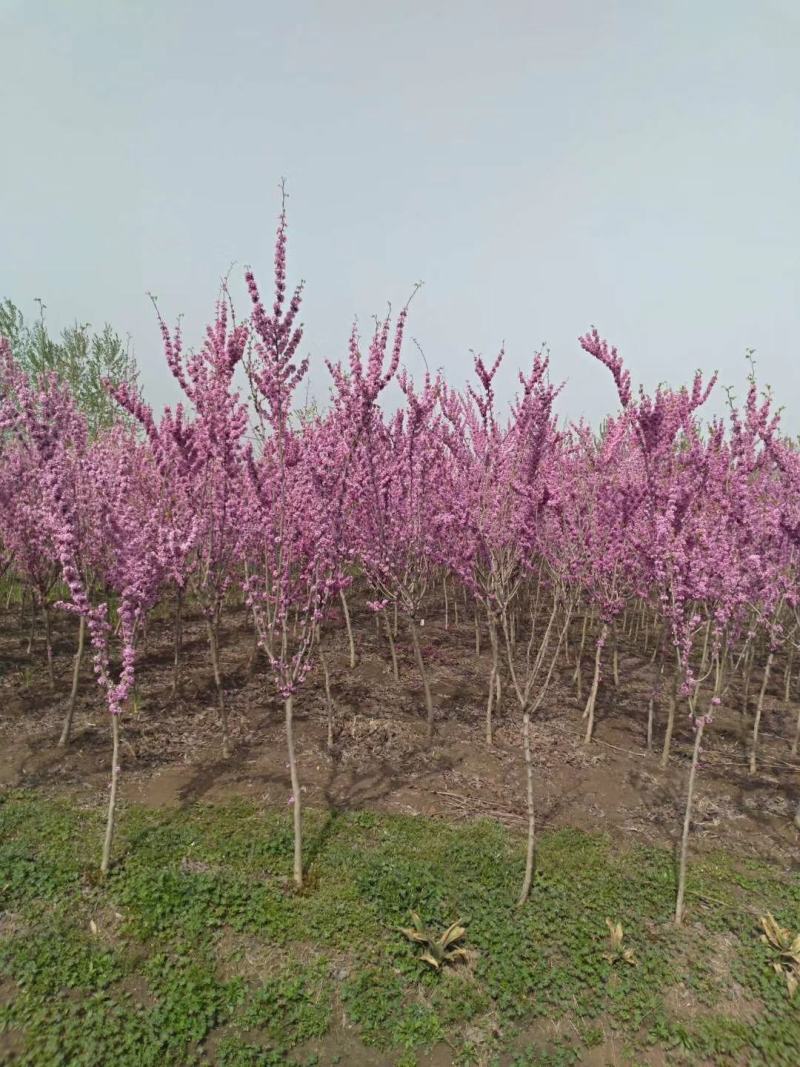 从生紫荆独杆紫荆紫荆苗1一10分支1一180元