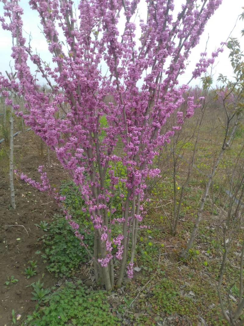 从生紫荆独杆紫荆紫荆苗1一10分支1一180元