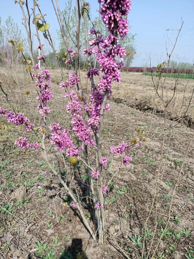 从生紫荆独杆紫荆紫荆苗1一10分支1一180元