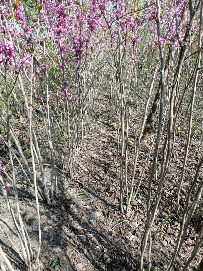 从生紫荆独杆紫荆紫荆苗1一10分支1一180元