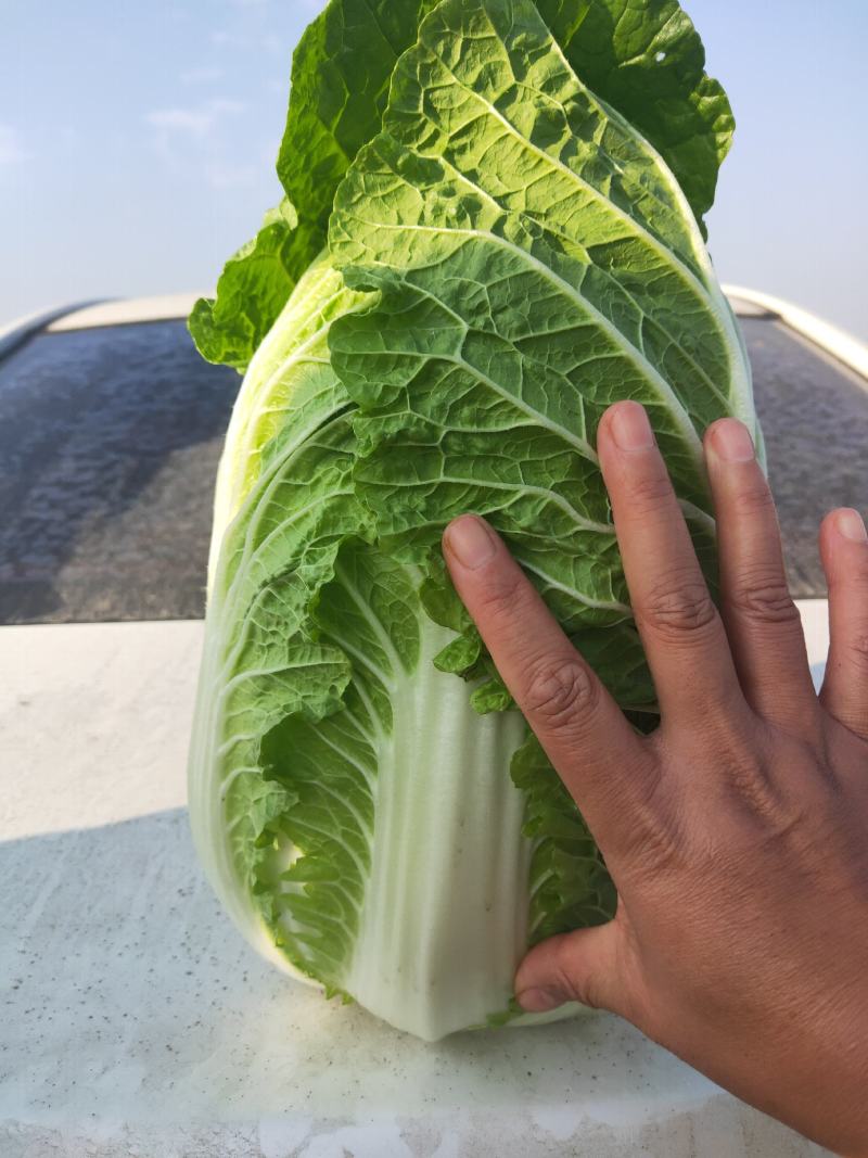 白菜黄心白菜毛菜净菜大量供应一手货源