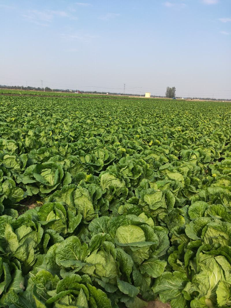 白菜黄心白菜毛菜净菜大量供应一手货源