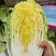 白菜黄心白菜毛菜净菜大量供应一手货源