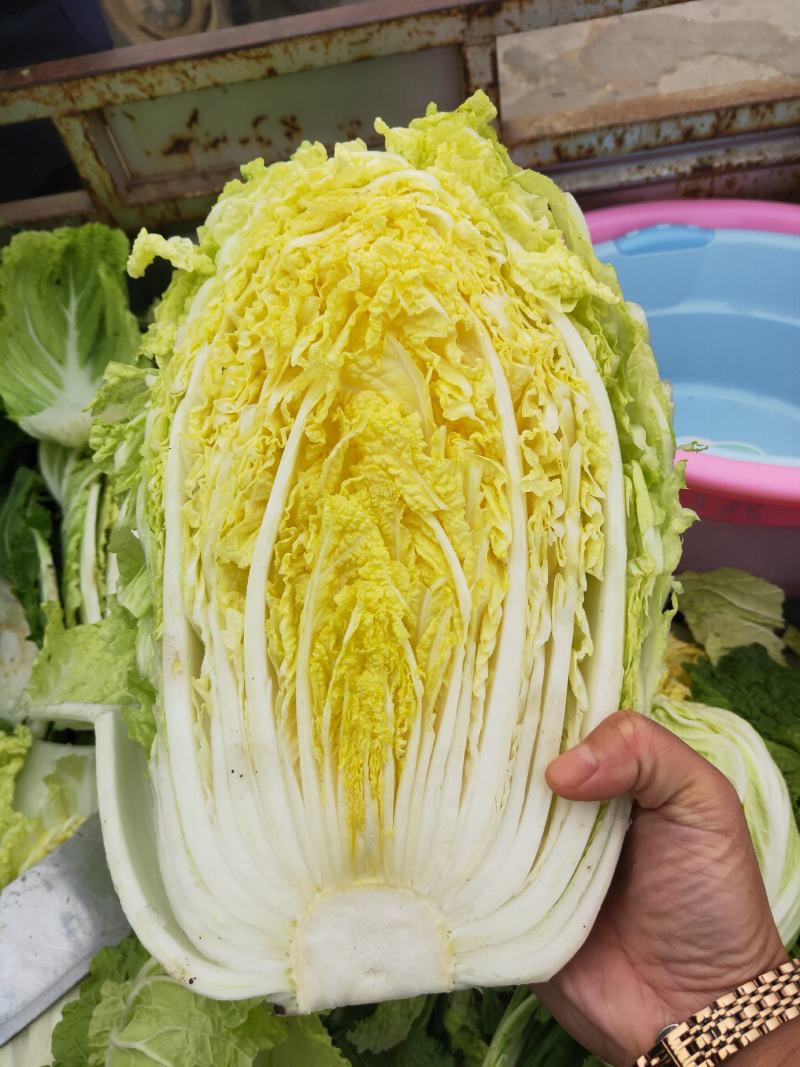 白菜黄心白菜毛菜净菜大量供应一手货源
