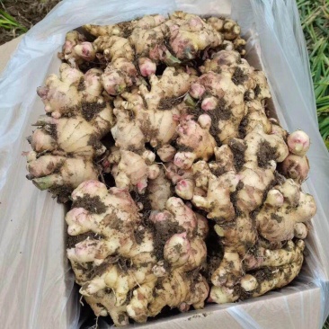 广西百色田东大黄姜大量上市，货源充足，统货现挖新鲜。