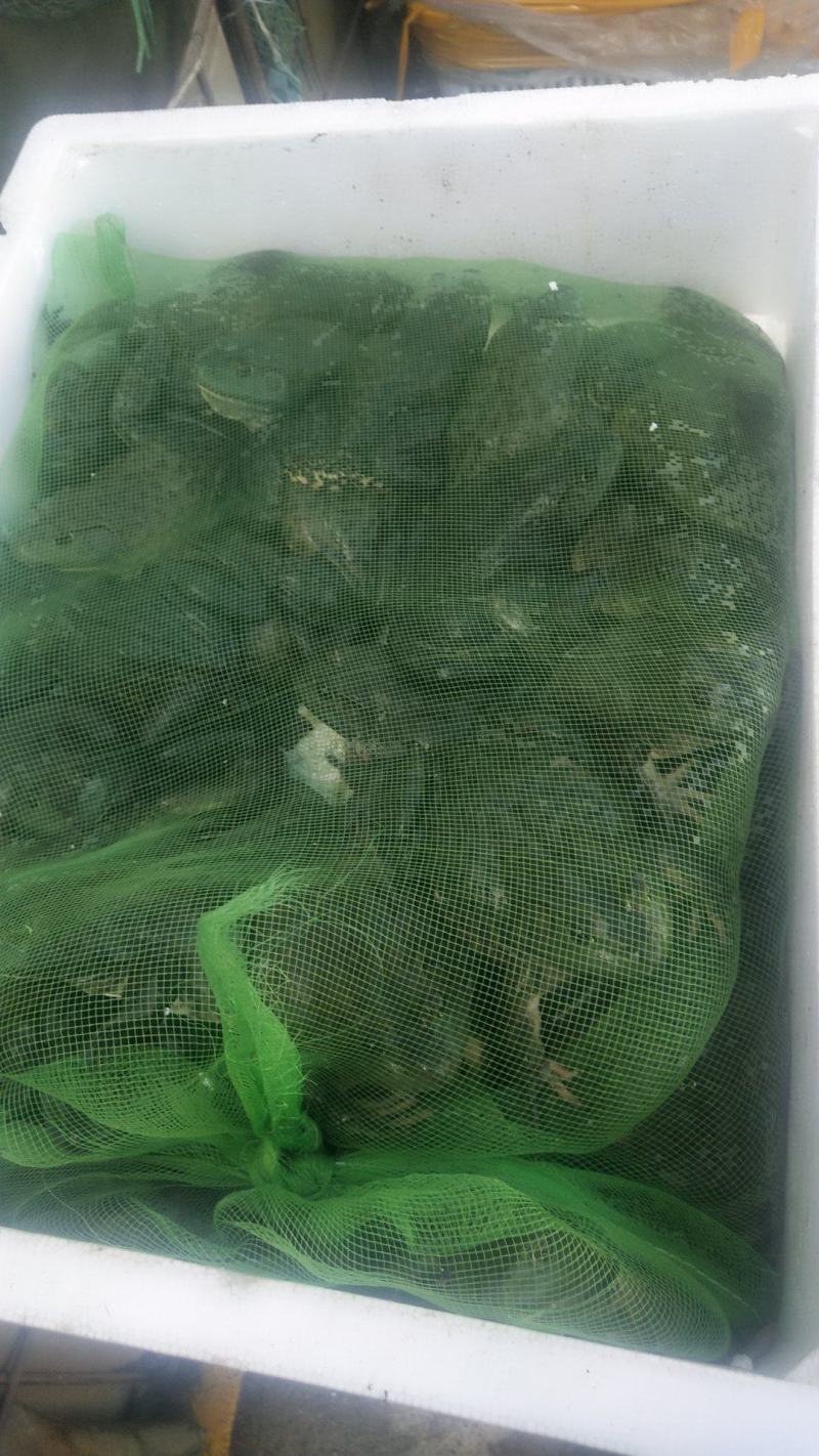 牛蛙，蛙类，大量价优，品质优量，物美价廉