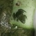 牛蛙，蛙类，大量价优，品质优量，物美价廉