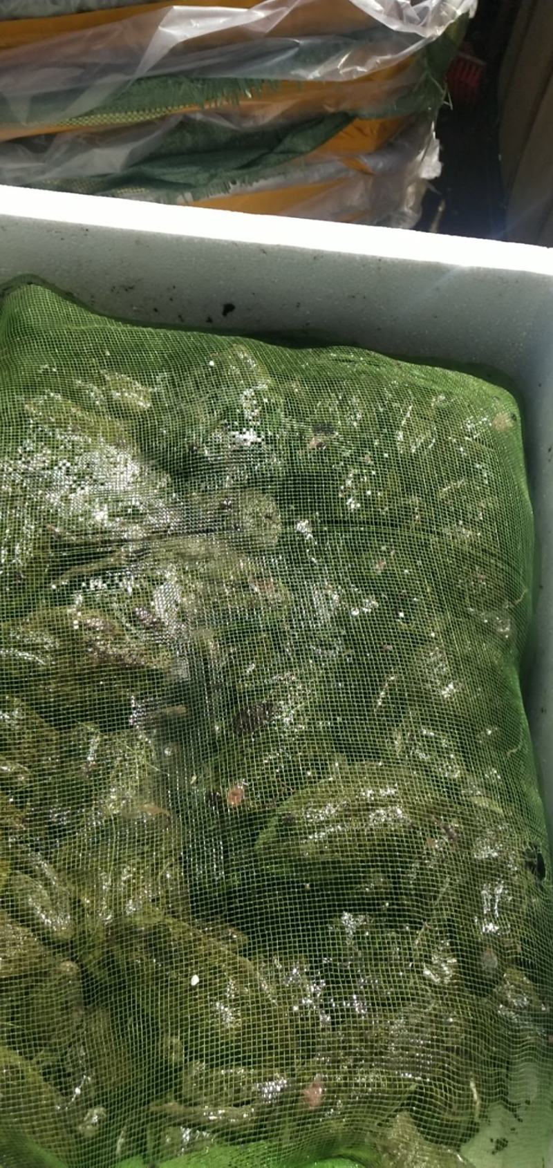 牛蛙，蛙类，大量价优，品质优量，物美价廉