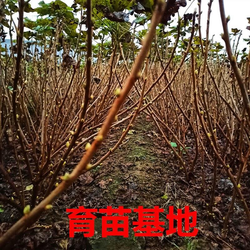 新品种黑加仑葡萄苗果树苗不爬藤盆栽地载庭院南北方当年结果