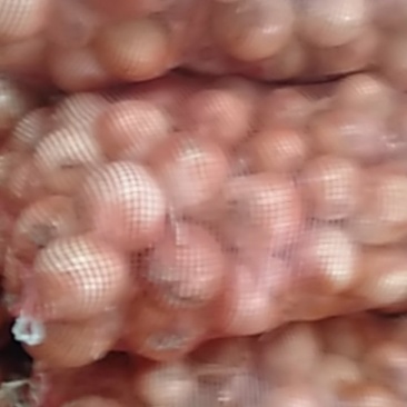 食品厂加工用黄皮元葱