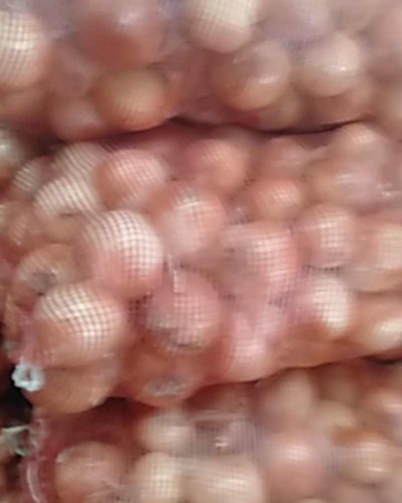食品厂加工用黄皮元葱