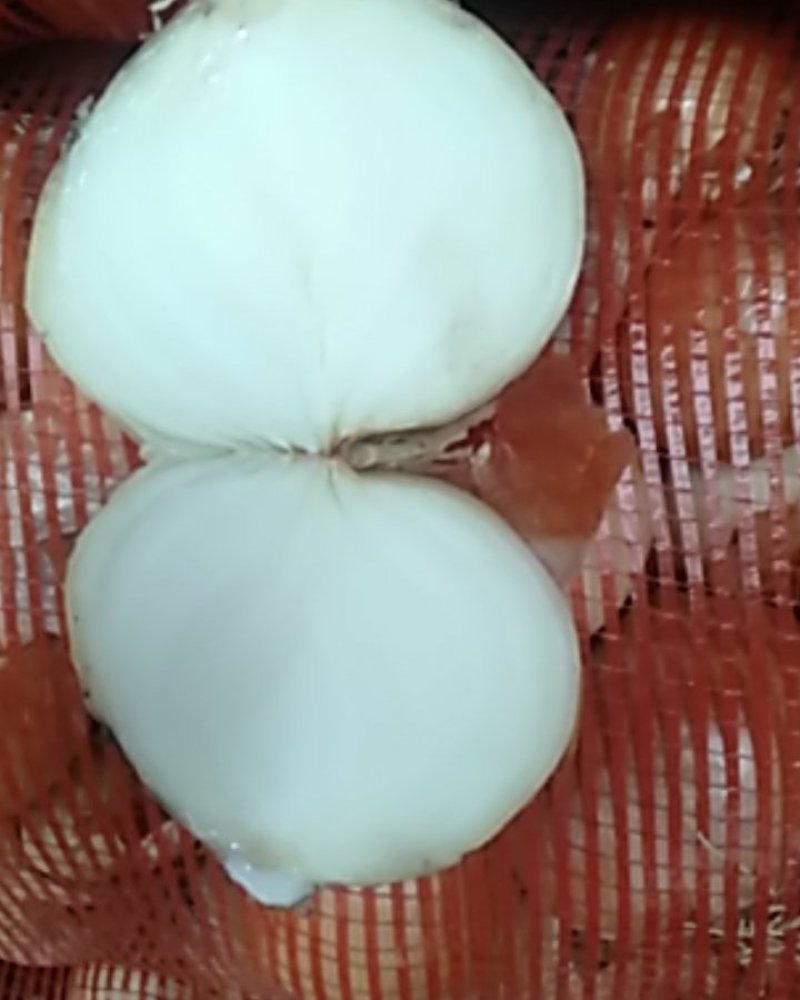 食品厂加工用黄皮元葱