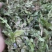 纯野生荠菜，荒地野菜，懂货的来