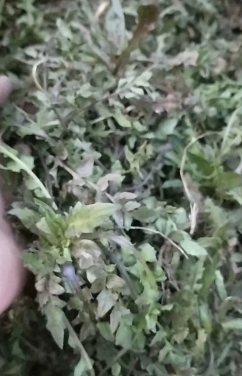 纯野生荠菜，荒地野菜，懂货的来