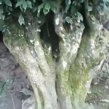金弹子下山桩上吨至几斤的灌乔木