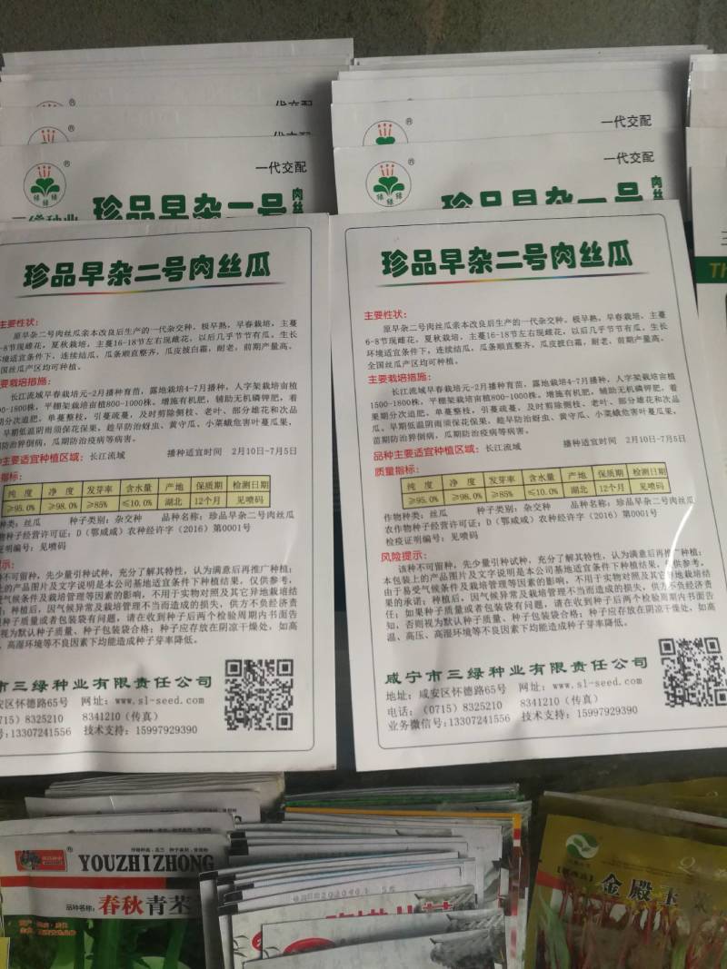 早杂二号肉丝瓜一代杂交种极早熟，夏秋两用连续结瓜耐老产量