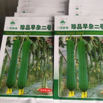 早杂二号肉丝瓜一代杂交种极早熟，夏秋两用连续结瓜耐老产量