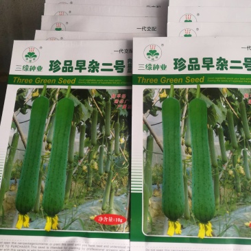 早杂二号肉丝瓜一代杂交种极早熟，夏秋两用连续结瓜耐老产量