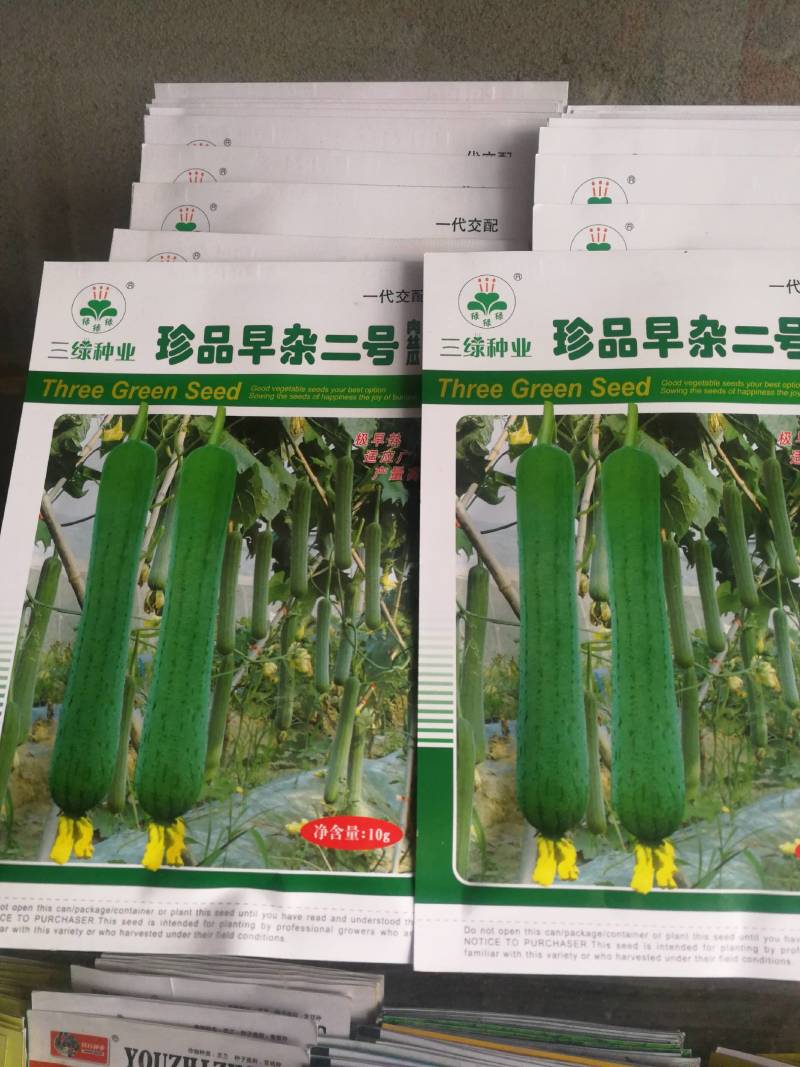 早杂二号肉丝瓜一代杂交种极早熟，夏秋两用连续结瓜耐老产量