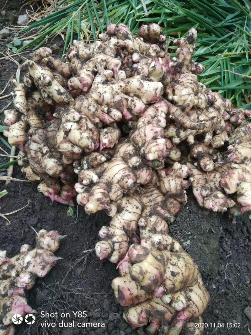 广西百色田东大黄姜大量上市，货源充足，统货现挖新鲜。