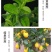 柠檬树盆栽包邮柠檬树苗盆栽带果柠檬苗柠檬苗四季