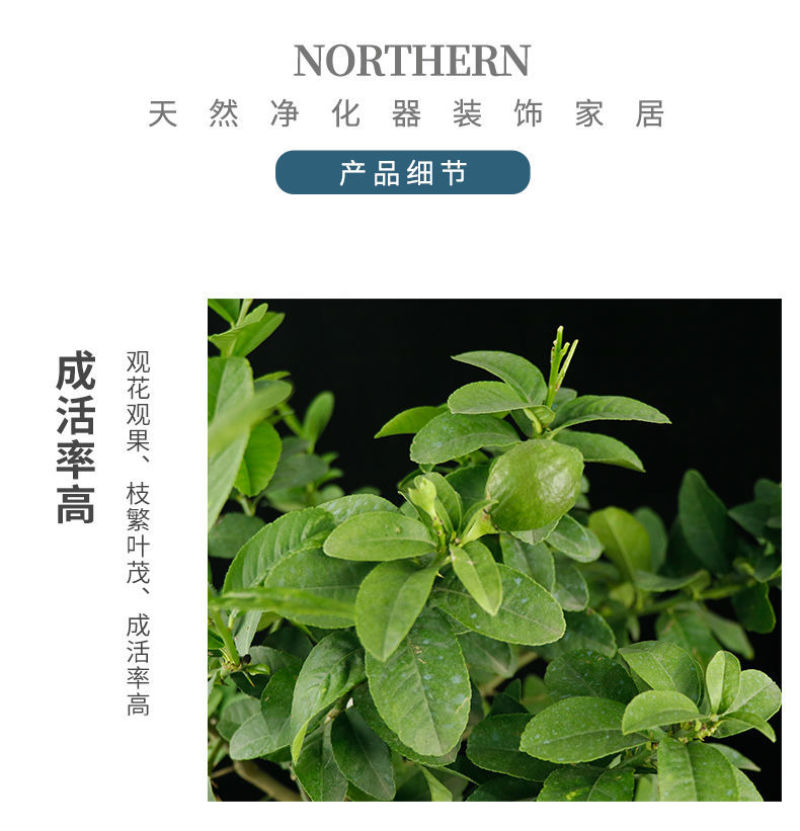 柠檬树盆栽包邮柠檬树苗盆栽带果柠檬苗柠檬苗四季