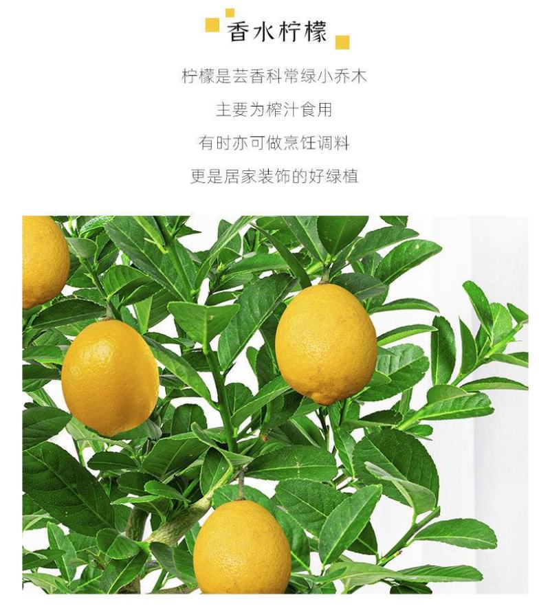 柠檬树盆栽包邮柠檬树苗盆栽带果柠檬苗柠檬苗四季