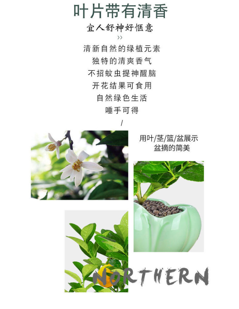 柠檬树盆栽包邮柠檬树苗盆栽带果柠檬苗柠檬苗四季