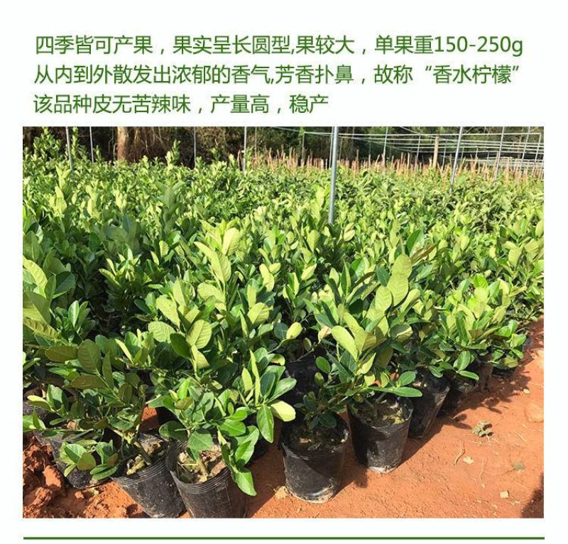 柠檬树盆栽包邮柠檬树苗盆栽带果柠檬苗柠檬苗四季