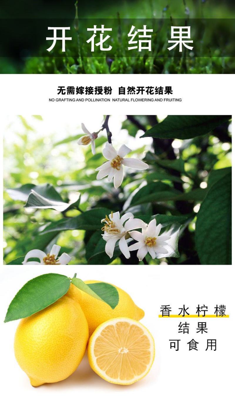 柠檬树盆栽包邮柠檬树苗盆栽带果柠檬苗柠檬苗四季