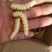斗米虫（纯野生天然无公害）量大可以给更好的建议