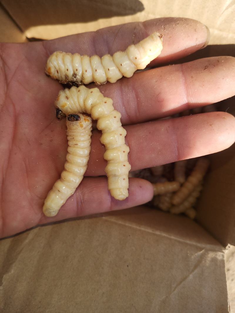 斗米虫（纯野生天然无公害）量大可以给更好的建议