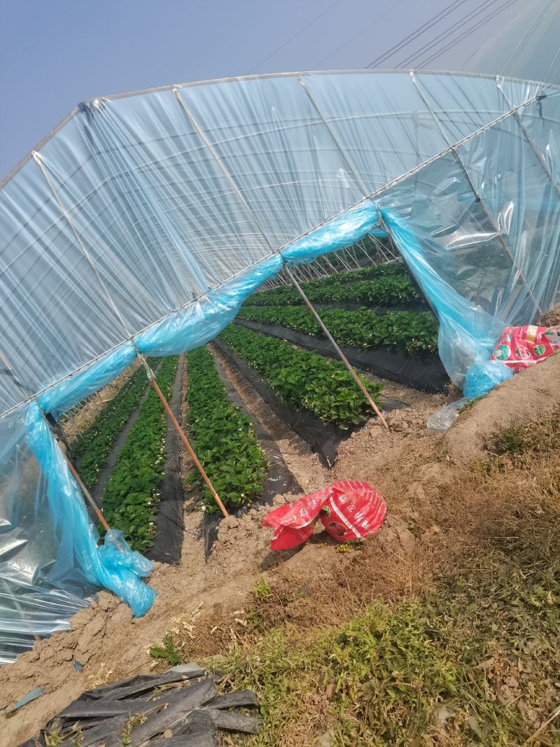 长丰草莓，红颜草莓现在开始上市了，品种以红颜为主，