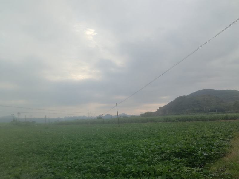 红薯60亩，欢迎老板前来收购。10斤起批。运费自理