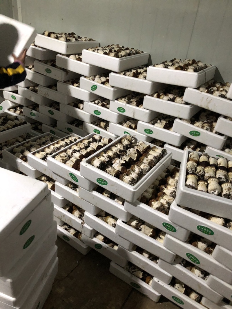 小杨新鲜大球盖菇产地直供货源稳定质量保证