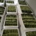推荐菜台广东油菜芯产地直供量大从优供全国电商超市