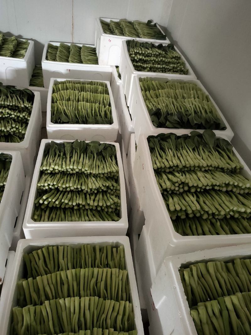 推荐菜台广东油菜芯产地直供量大从优供全国电商超市