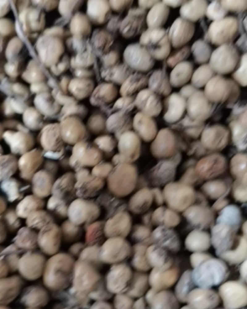 贵州土特产百里杜鹃漆树籽漆籽漆子漆蜡籽