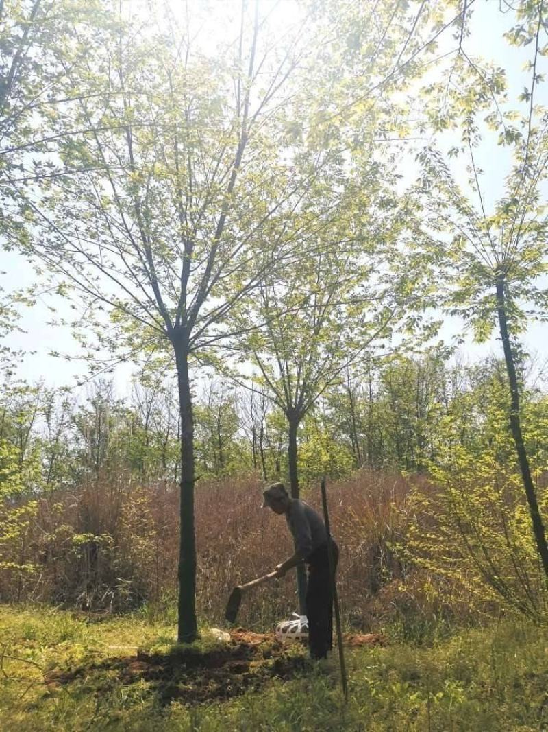 供应8公分青檀出售青檀树出售青檀