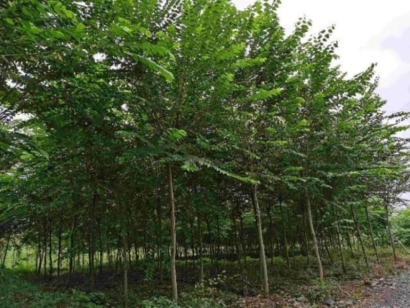 供应8公分青檀出售青檀树出售青檀
