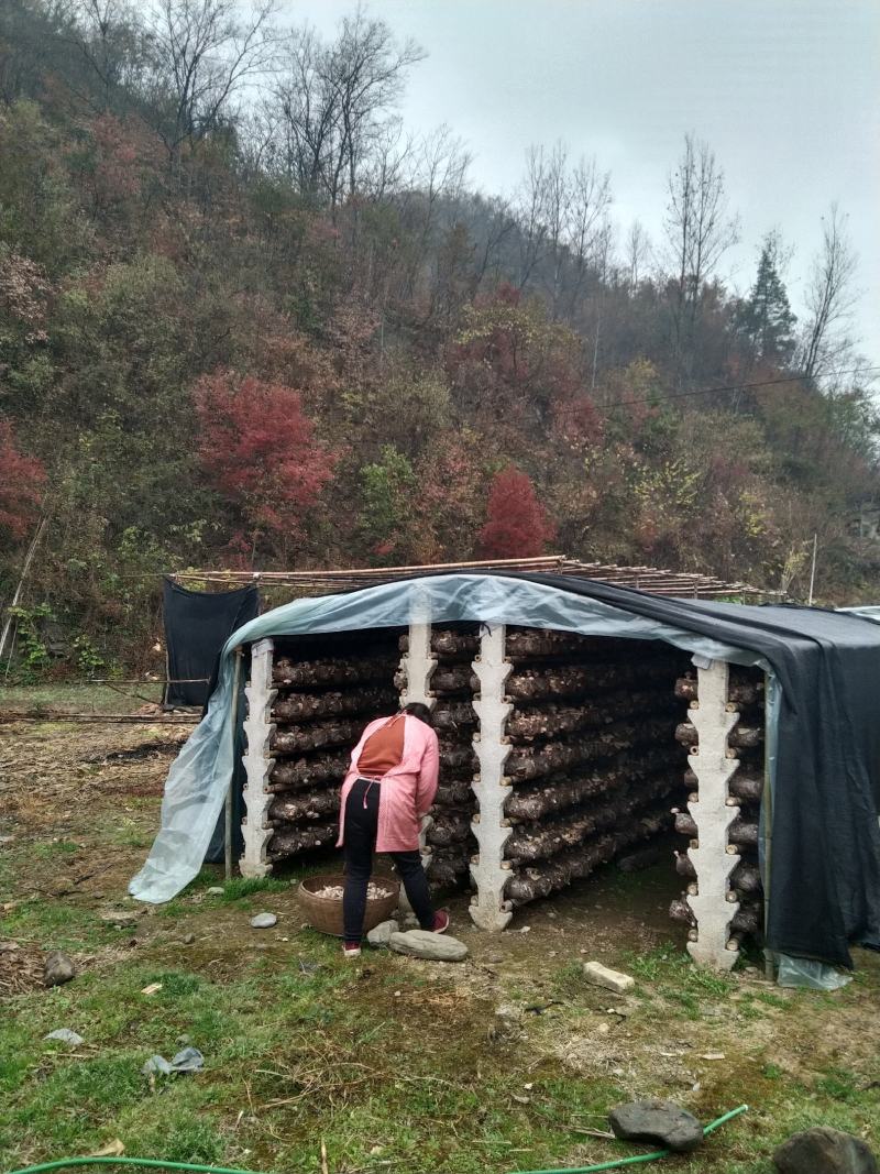 河南内乡农家自种鲜花菇，爱心助农，每天限50单