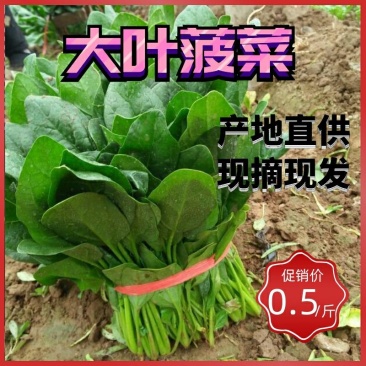 【大叶菠菜】产地直供现摘现发实力代收脆嫩货量充足品质保证
