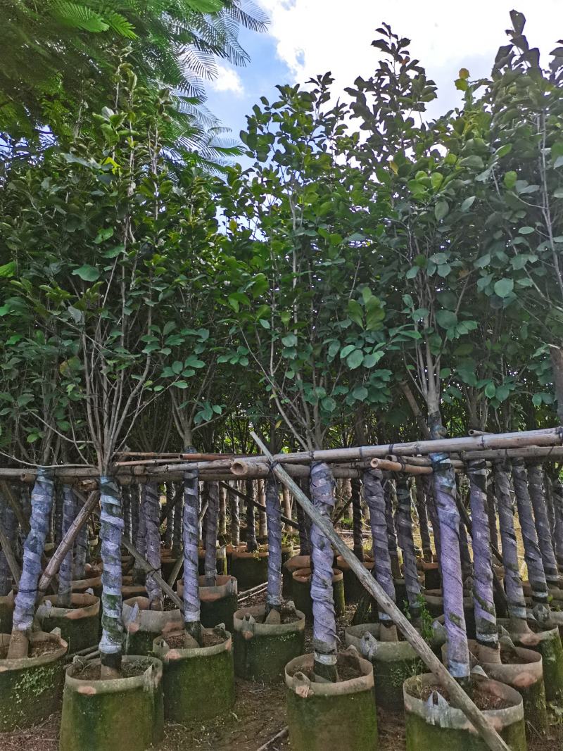 出售10-12公分荷花玉兰袋苗，需要的老板联系
